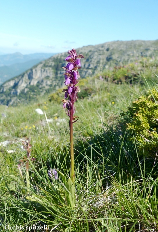 Monte Velino e Monti della Duchessa, le orchidee e la Natura  2024.